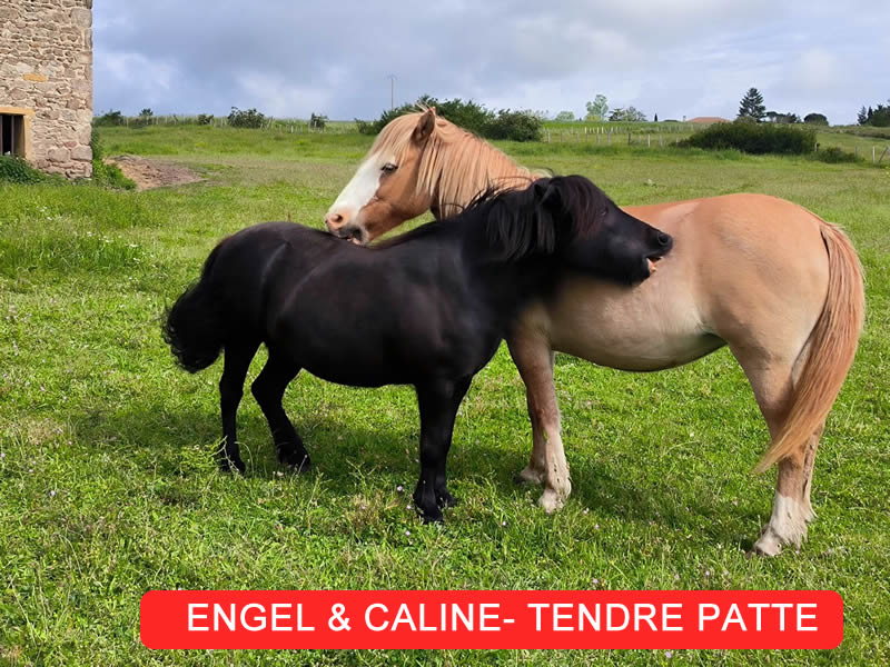 Engel et caline poneys Lucie